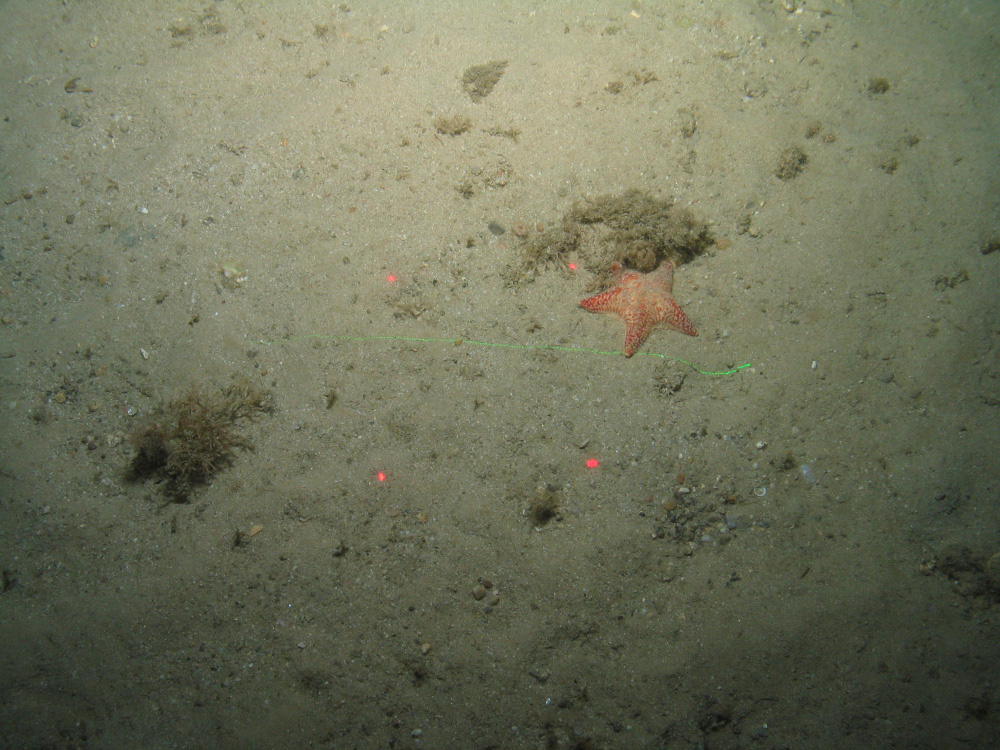Close-up of the seabed at the South of the Isles of Scilly MCZ, showing a cushion star, Devonshire cup coral and anemone on Subtidal sand