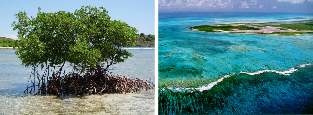 Split image of a mangrove tree on the left and an aerial view of a coral reef on the right (Copyright: BVI National Trust)