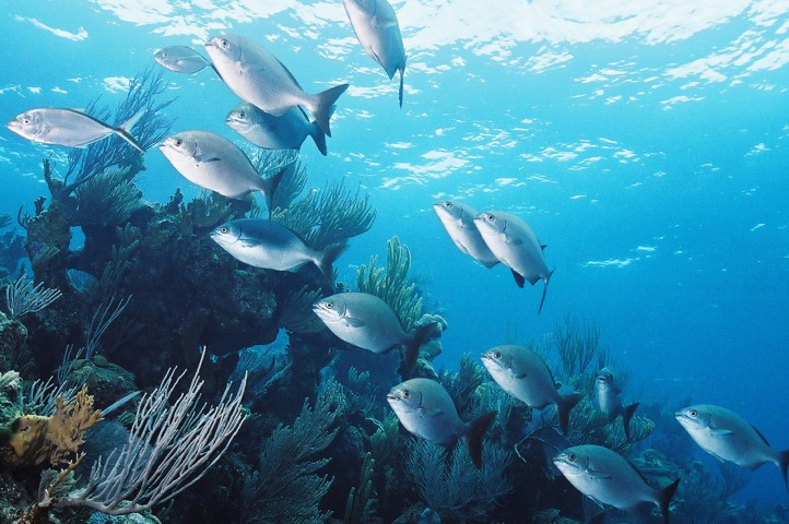 Underwater coral reef scene with silver fish swimming past (Copyright: Ron Lucas)