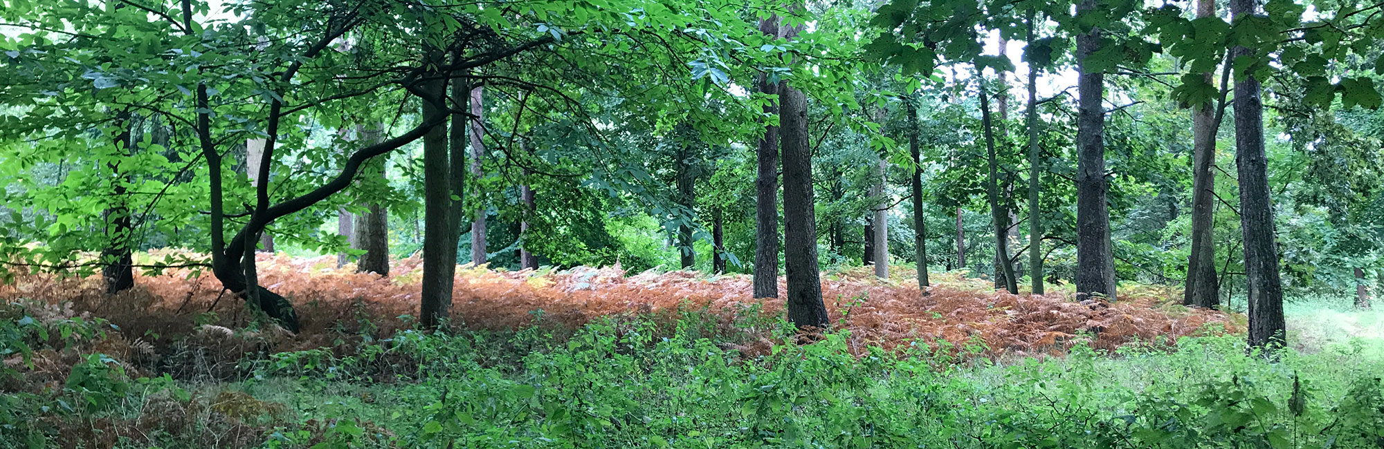 New report published: Guidance on Decision-making Thresholds for Air Pollution 