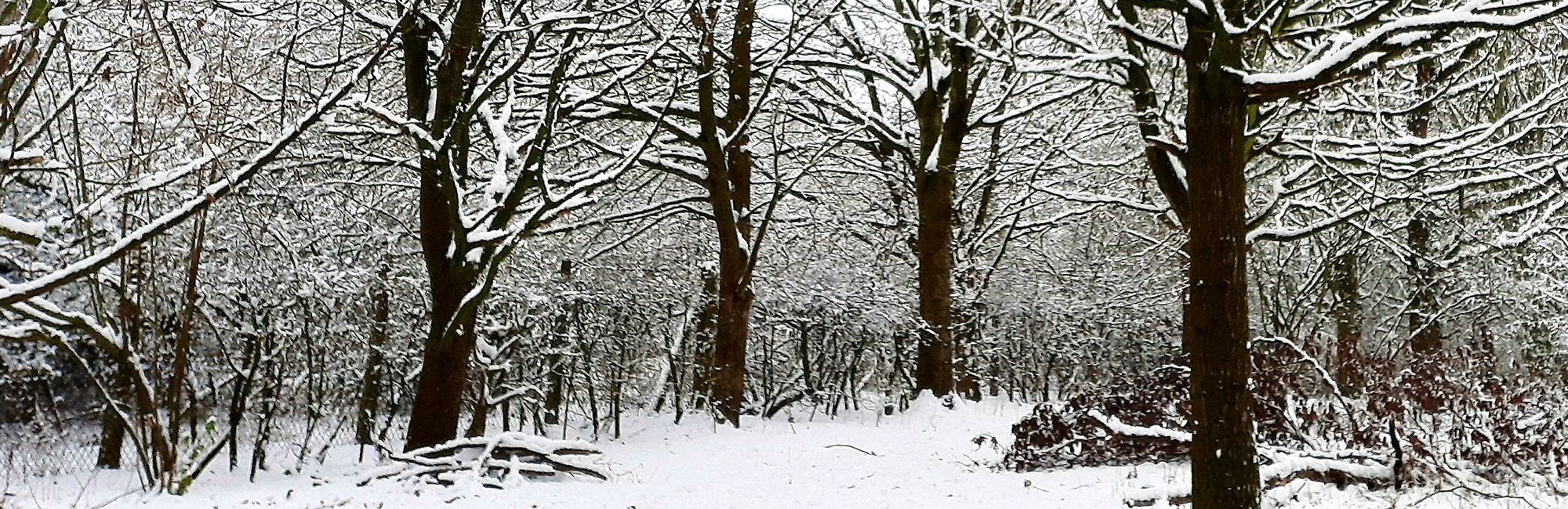 JNCC Bulletin December 2021 / January 2022