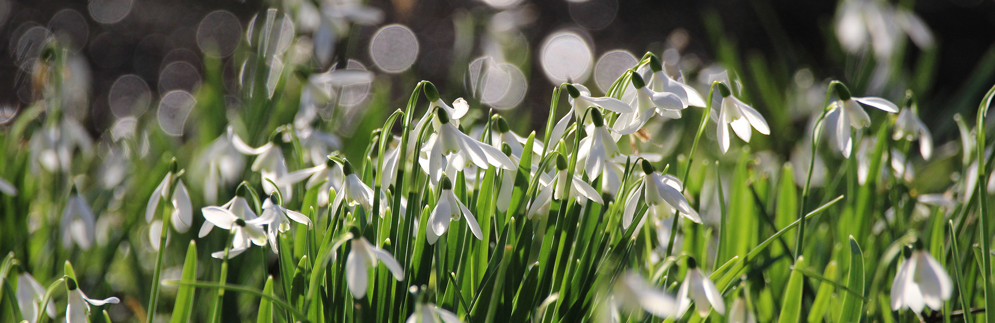 JNCC Bulletin February 2022