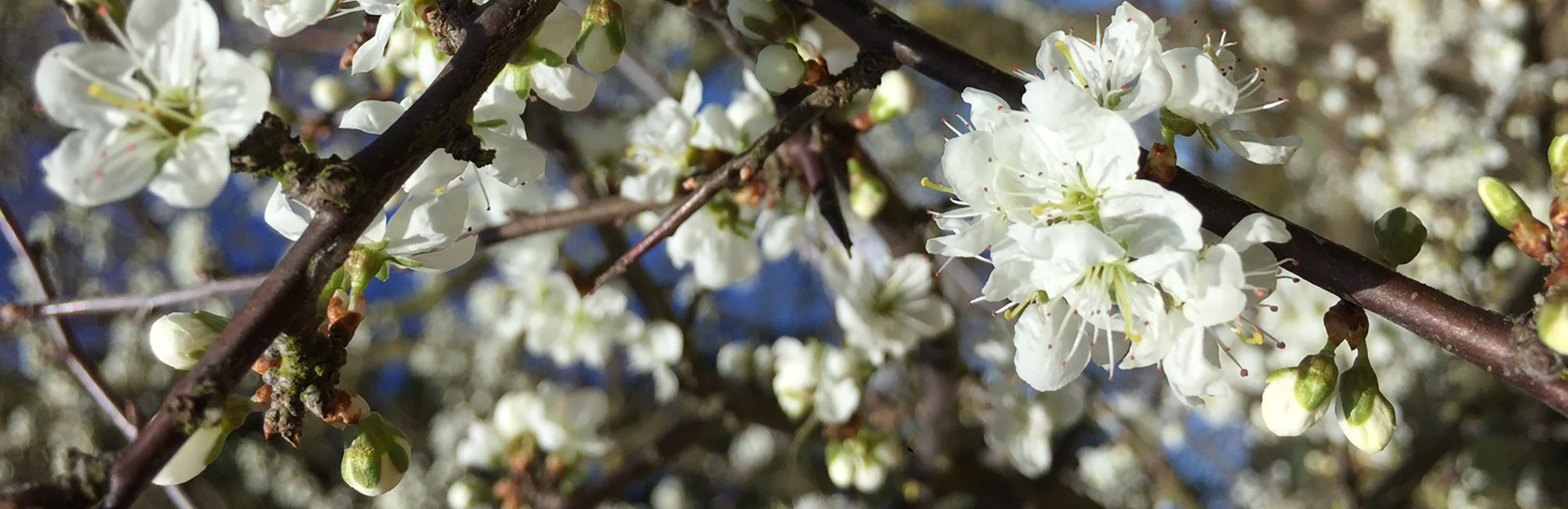 JNCC Bulletin March 2022