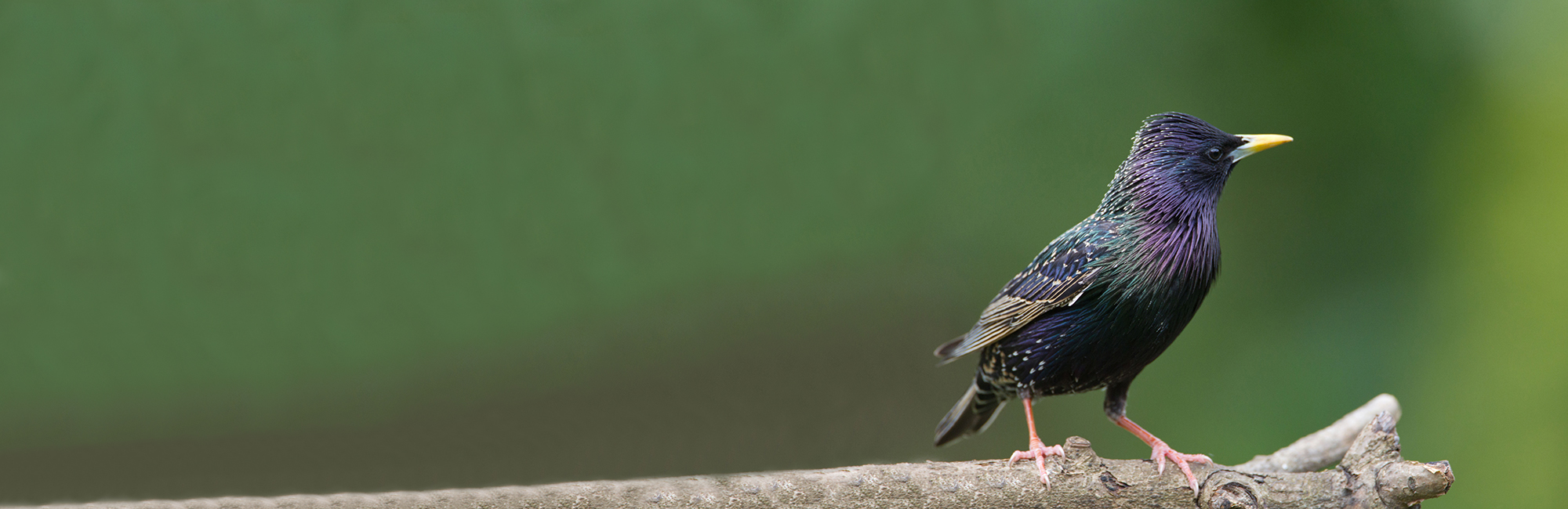 JNCC Bulletin April/May 2022