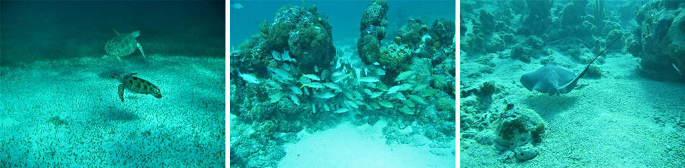 Series of three undersea photos: two turtles swimming above seagrass; reef fish swimming among coral; a sting ray swimming above the seabed (Copyright: Dr Julian Tyne, SAERI)