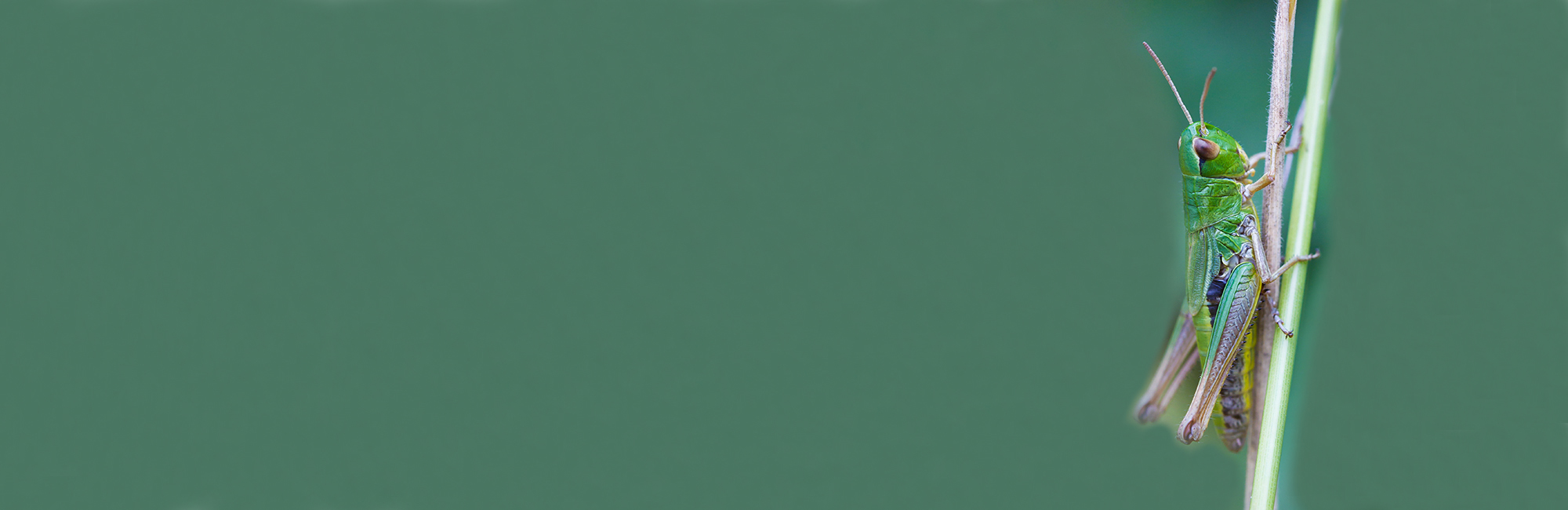 JNCC Bulletin June 2022