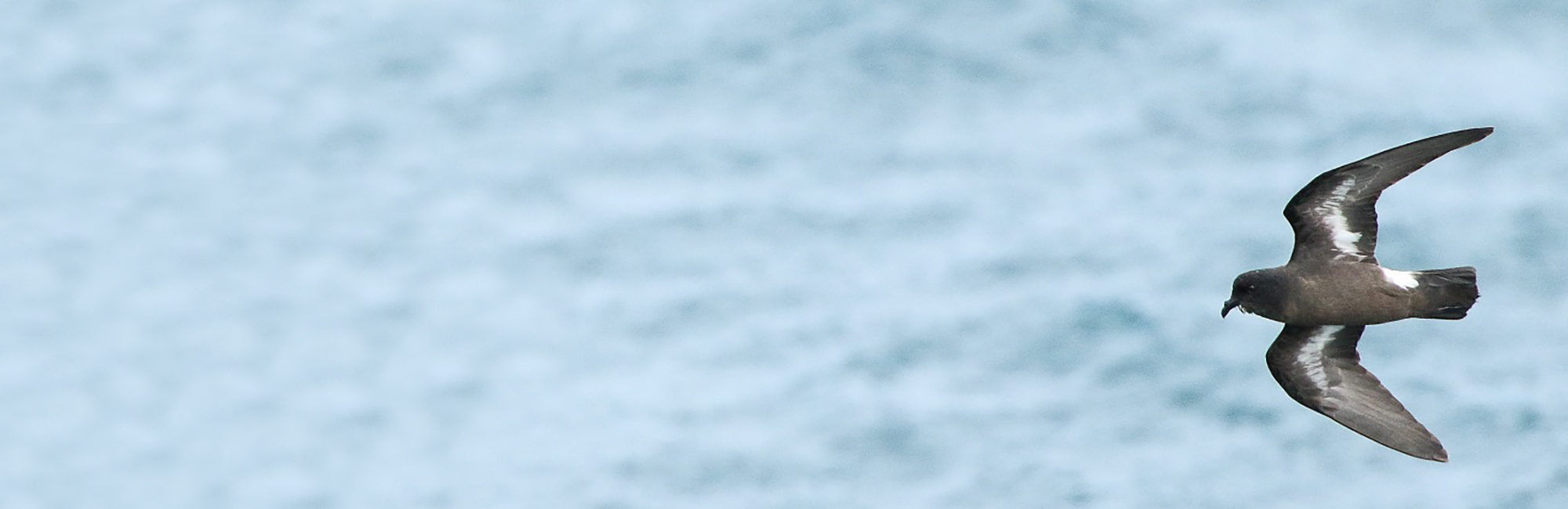 The ProcBe (Procellariiform Behaviour and Demographics) Project