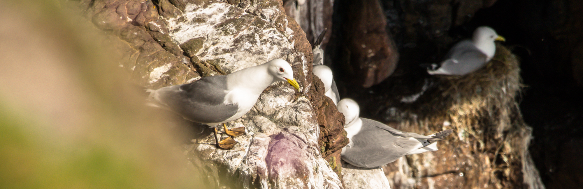 Priority research areas for assessing effects of offshore wind farms on kittiwakes identified