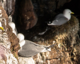 Priority research areas for assessing effects of offshore wind farms on kittiwakes identified