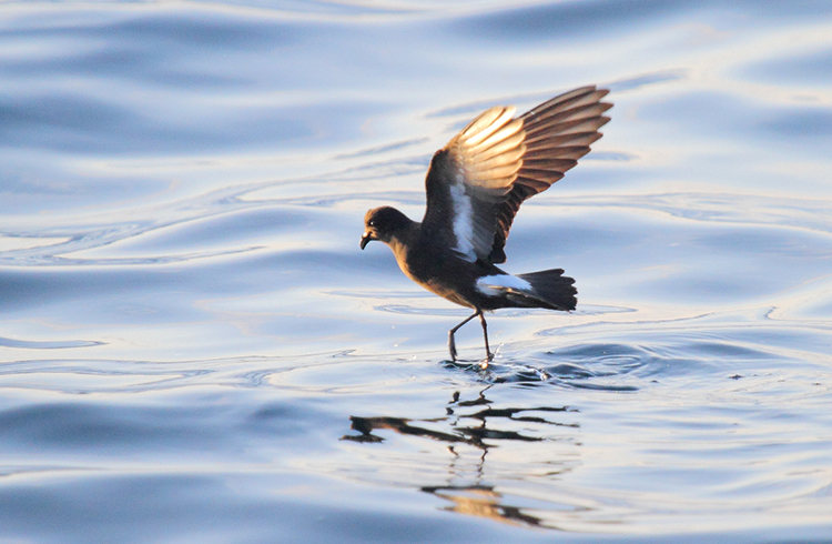 Photograph of a European storm-petrel, a small black and white seabird, flying across the surface of the sea (© Lewis Thomson)