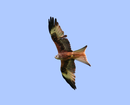  New bird monitoring partnership agreement