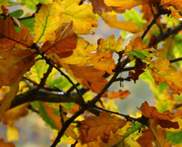 JNCC Bulletin October/November 2022