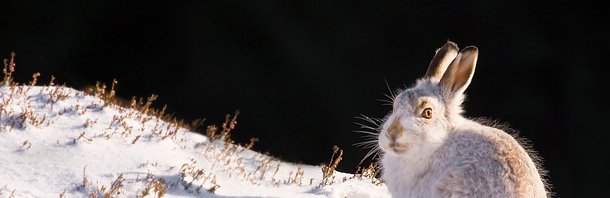 Restoring Scotland’s Nature – the importance of collaborative working