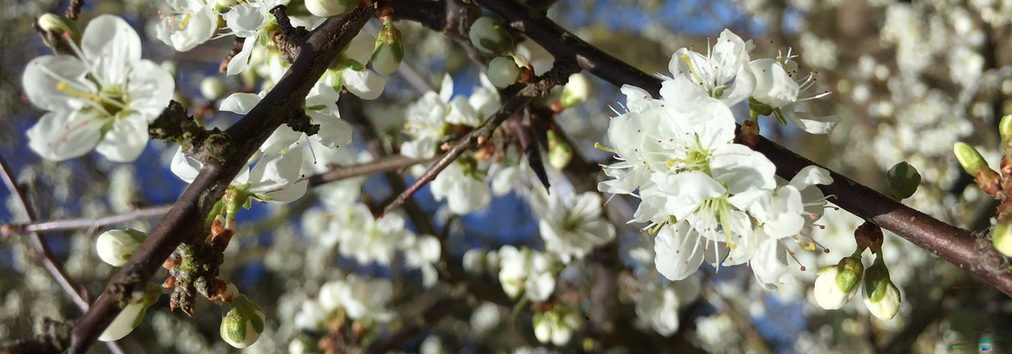 New interim JNCC chair announced