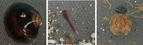 Examples of the animals living in the seabed at Central Fladen MPA
