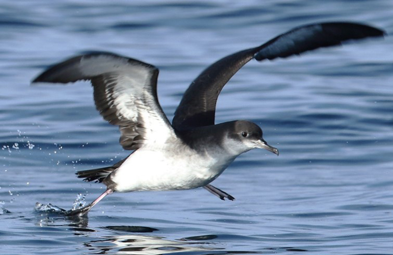 Photograph of a Manx shearwater, a black and white seabird, taking off from the sea. Photo courtesy of Lewis Thomson.