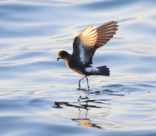 Photograph of a European storm-petrel. Photo courtesy of Lewis Thomson.