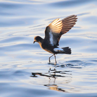 Photograph of a European storm-petrel. Photo courtesy of Lewis Thomson.