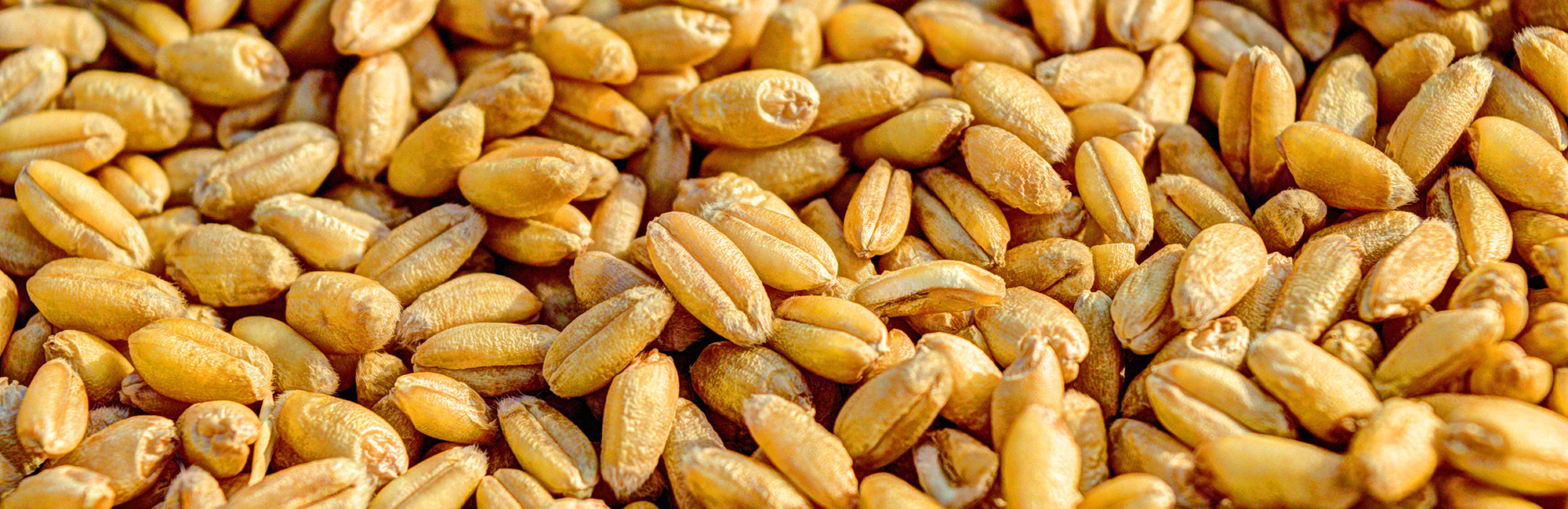 New report explores the global environmental footprint and impacts of Welsh consumption