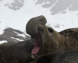 Pathway to Protection for South Georgia and the South Sandwich Islands