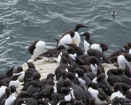 Seabirds Count shortlisted for RSPB Nature of Scotland Award