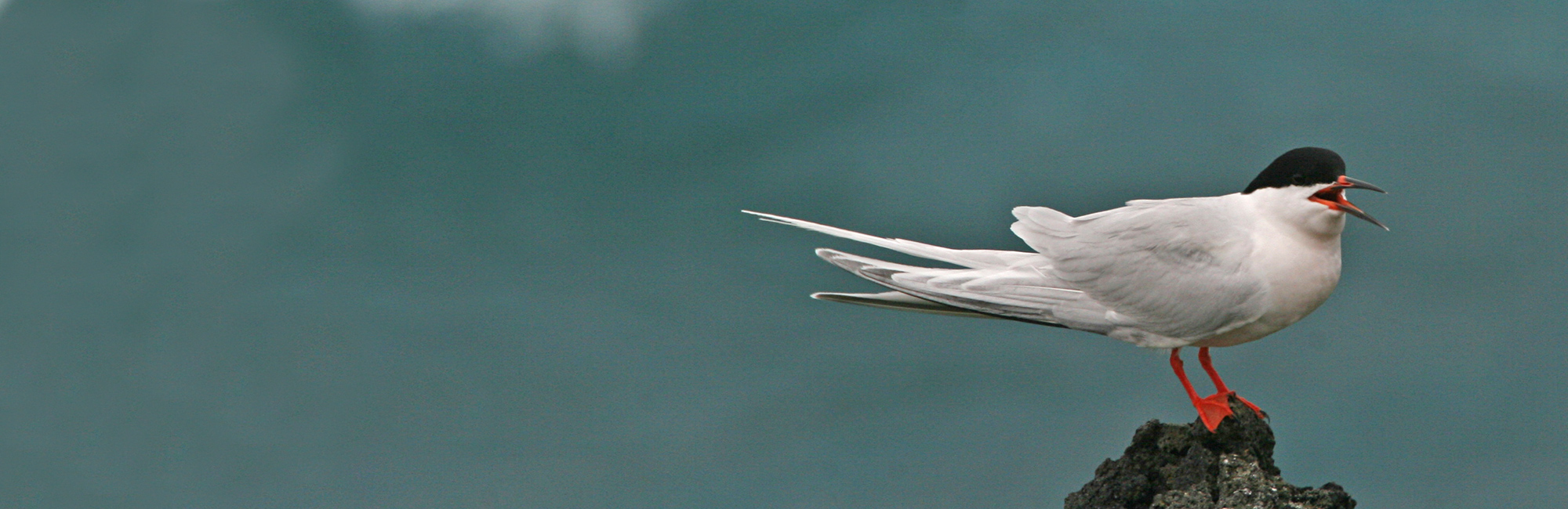 Mixed fortunes for seabirds in new census results