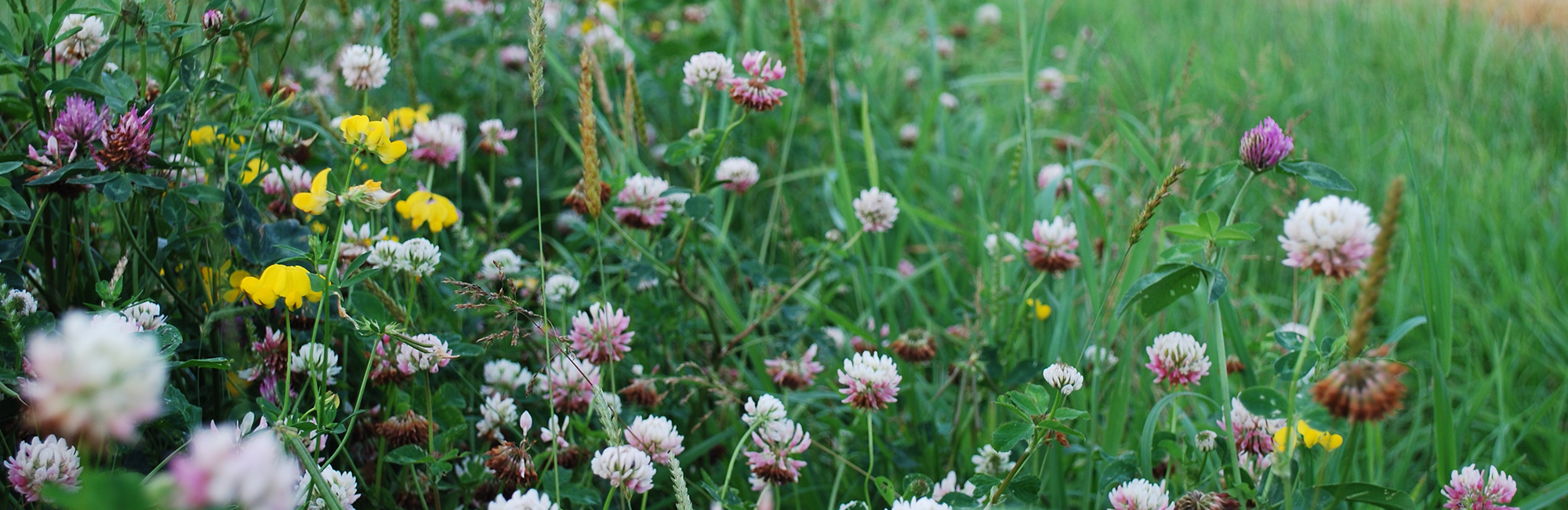 New year, new Environmental Improvement Plan