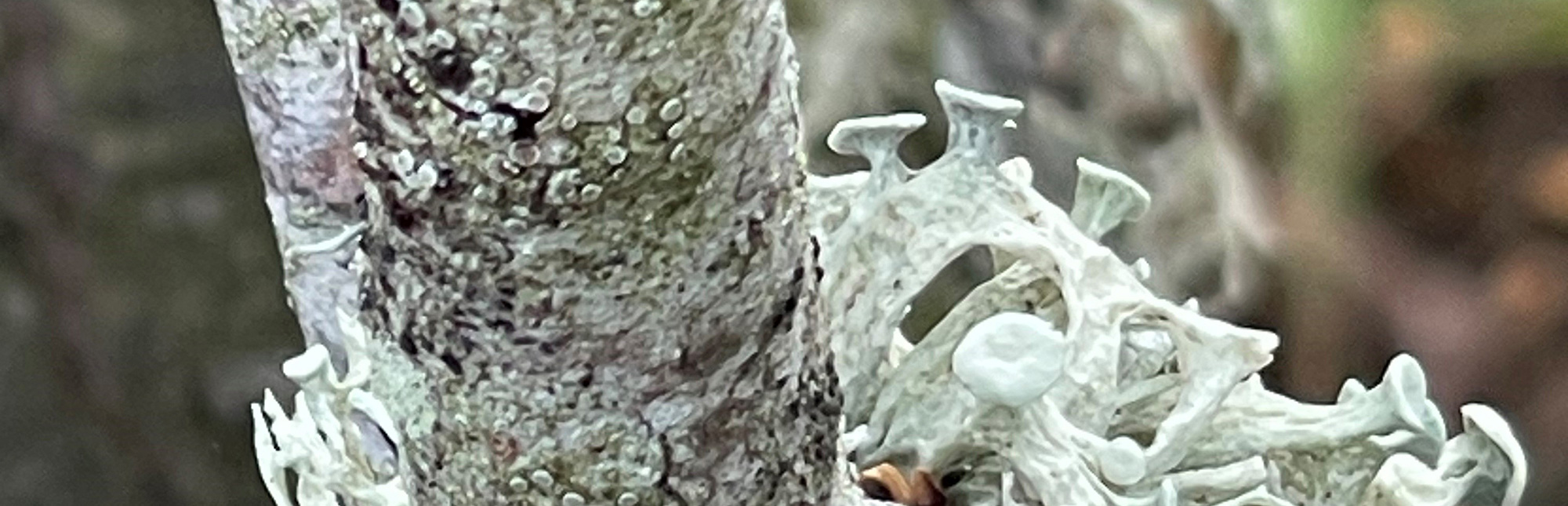 Air Pollution Bulletin Issue 11 (Winter 2023)