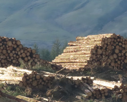 Chopped wood