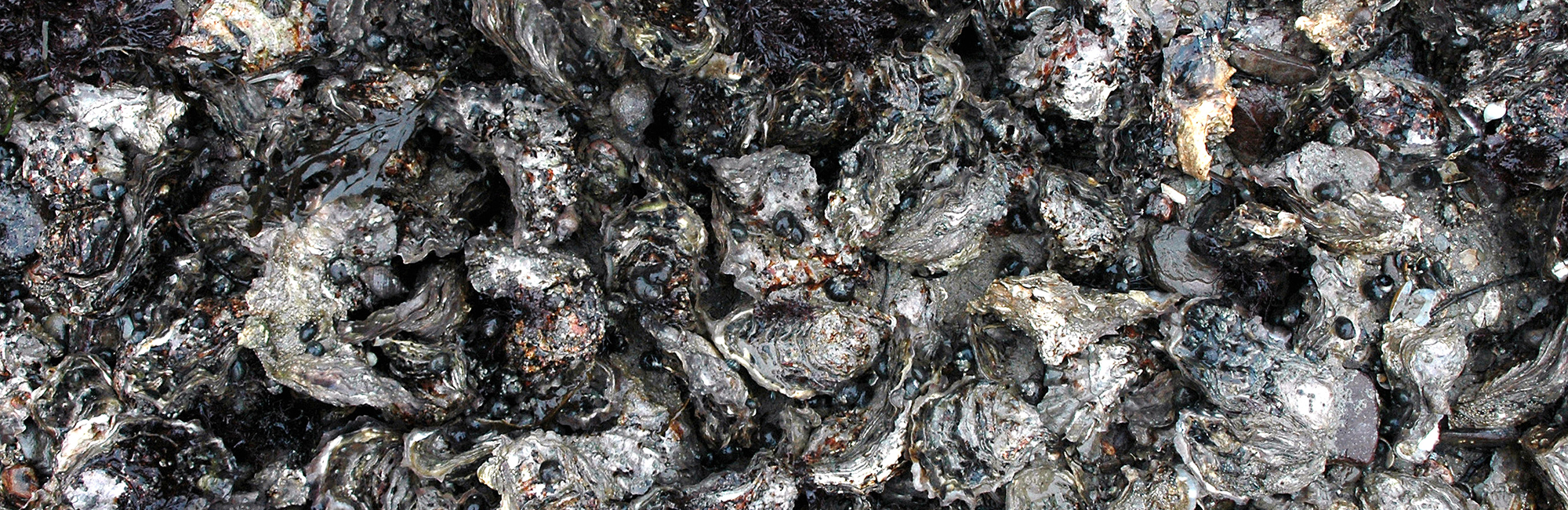 New research predicts future impact of climate change on threatened UK marine species