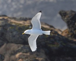 International action plan aims to halt decline of marine birds in North-East Atlantic