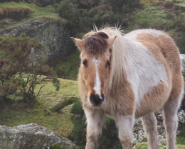 Dartmoor Pony © Catherine Gardner