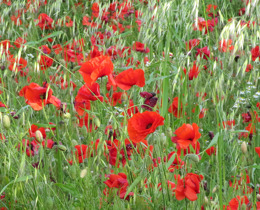 Poppies in Field