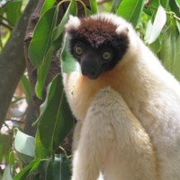 Image of lemur in tree in Madagascar