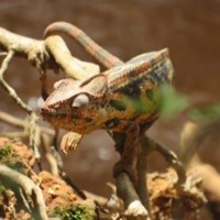 Image of chameleon in Madagascar