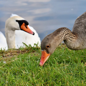 Goose and swan © Pixabay