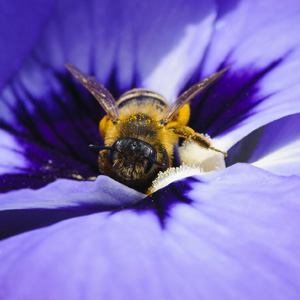 Mining Bee photo by Nick Burton