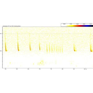 Pipistrelle Spectrogram