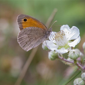 Meadow Brown © Pixabay