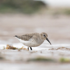 Dunlin © Lakes4life