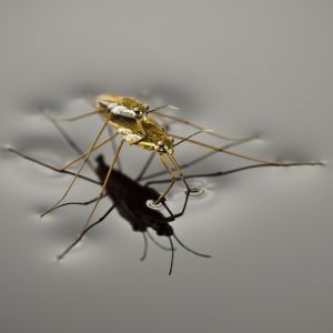 Two water creatures resting on the surface of the water, one on top of the much larger one.