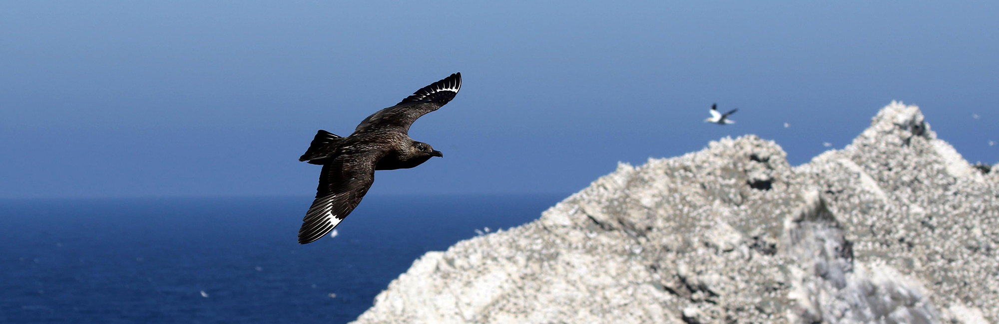Protecting Scottish seabirds consultation launched