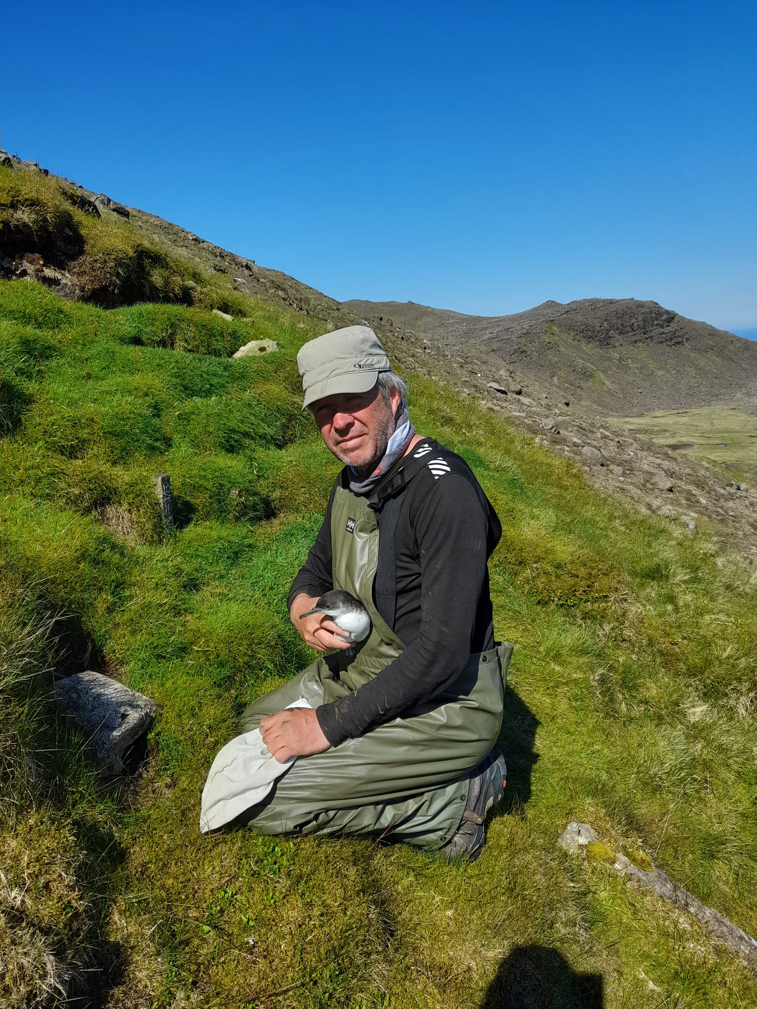 A fieldworker holding a Manx shearwater on Rum