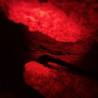 European storm-petrel in a boulder cavity shown under red light
