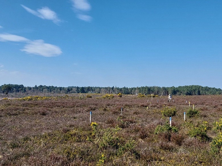 ©Kew Experimental plot markers on Thursley Common
