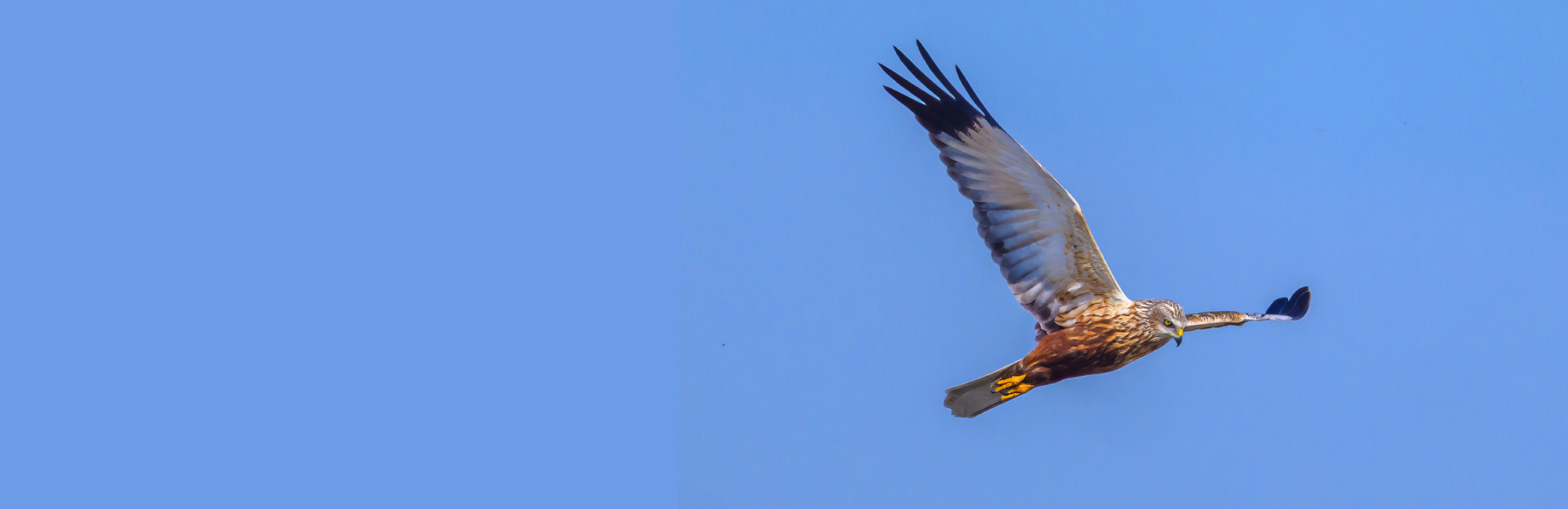 Major new report reveals changing fortunes for UK’s breeding birds