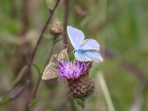©AnnaRobinson Common blue butterflies on a thistle