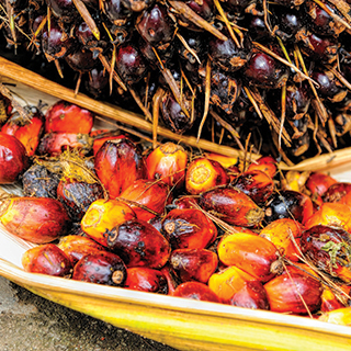 palm-oil-320px.jpg
