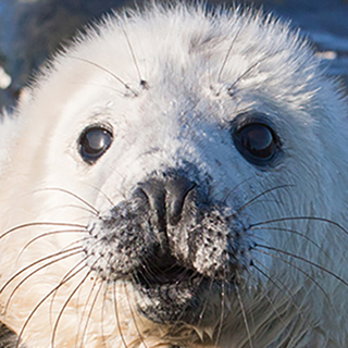greyseal-graeme-duncan-320-320-web.jpg