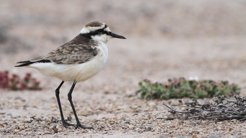 Photograph of a Wirebird. The wirebird is facing towards the right, and is on the ground.